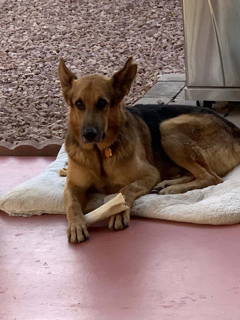 Nevada Pet Hospice — Pet Services photo 2 of 5