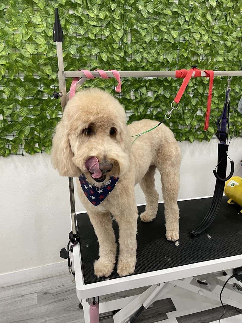 Fluffy Home — Pet Services photo 1 of 5