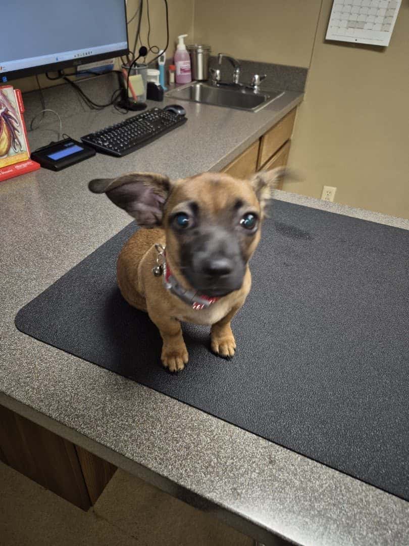 The Ark Animal Clinic — Pet Services photo 2 of 5