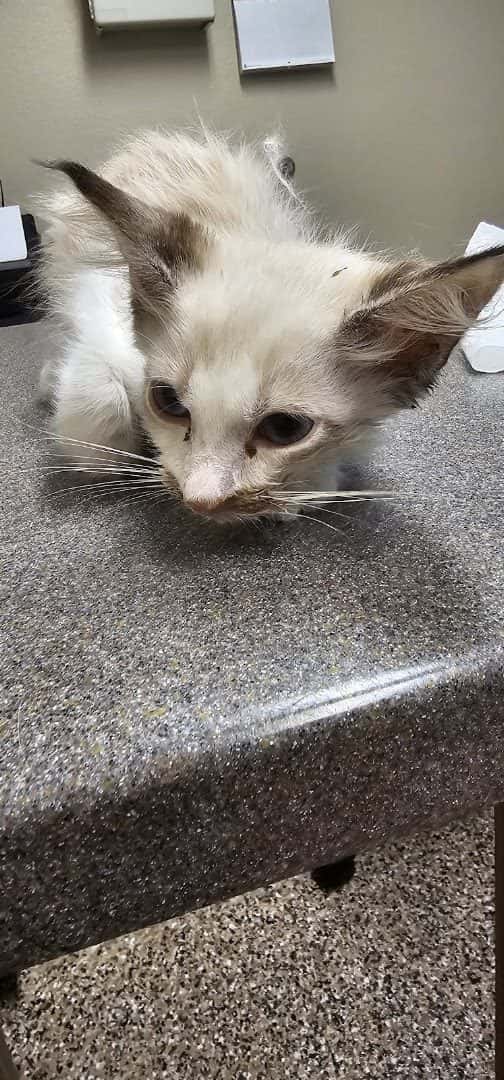 The Ark Animal Clinic — Pet Services photo 3 of 5