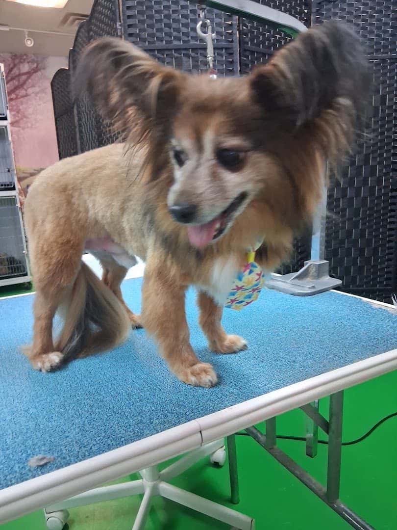 Pet Wishes Spa — Nail Salons & Spas photo 3 of 5