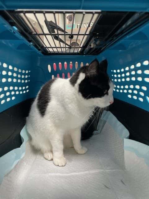 South Shores Animal Hospital — Childcare & Schools photo 3 of 5