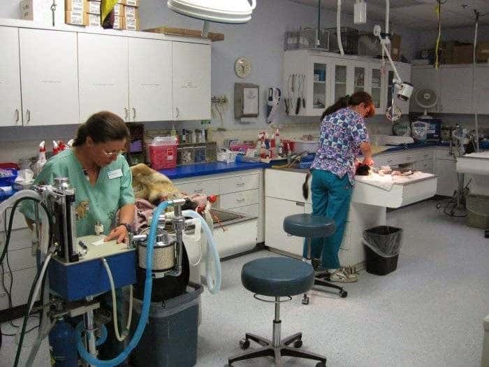 VCA Black Mountain Animal Hospital — Pet Services photo 2 of 5