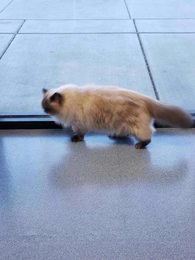 VCA Black Mountain Animal Hospital — Pet Services photo 3 of 5