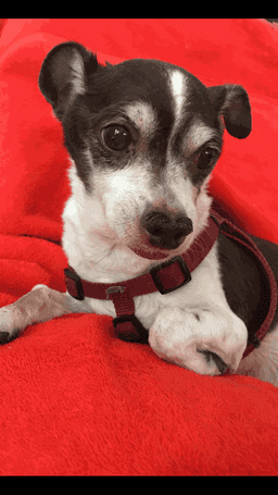 Cheyenne Tonopah Animal Hospital