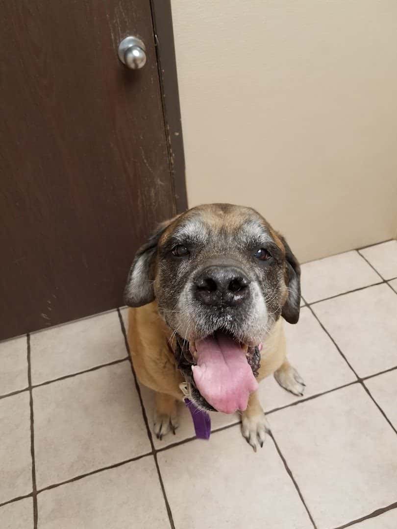 Cheyenne Tonopah Animal Hospital — Pet Services photo 2 of 5