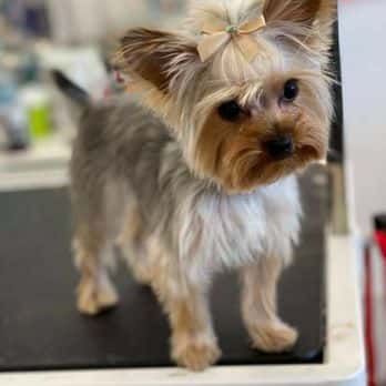Piggy Tails Pet Spa & More — Nail Salons & Spas photo 1 of 5