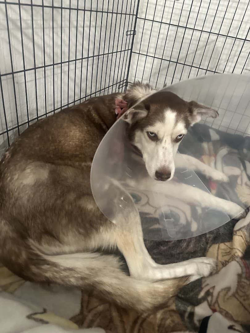 Happy Paws Pet Hospital - Vet Clinic Las Vegas — Pet Services photo 3 of 5