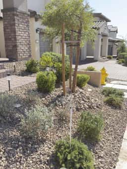 Cacti Landscapes Las Vegas