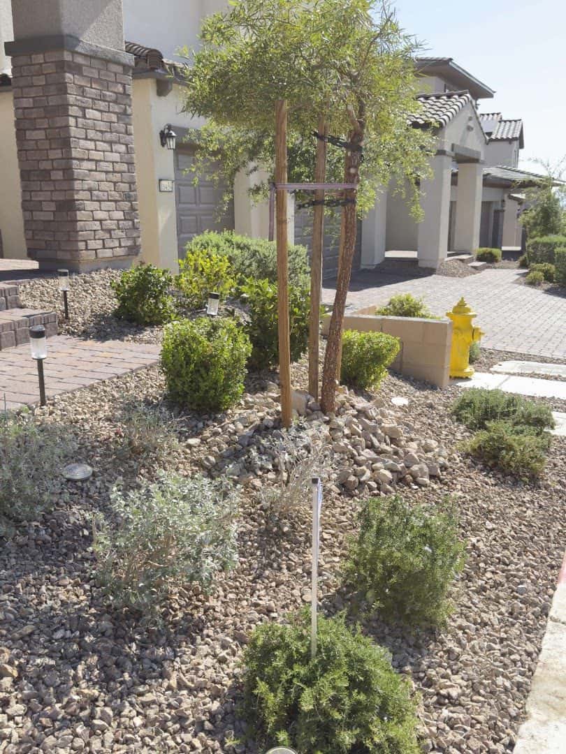 Cacti Landscapes Las Vegas — Lawn & Landscape photo 1 of 5