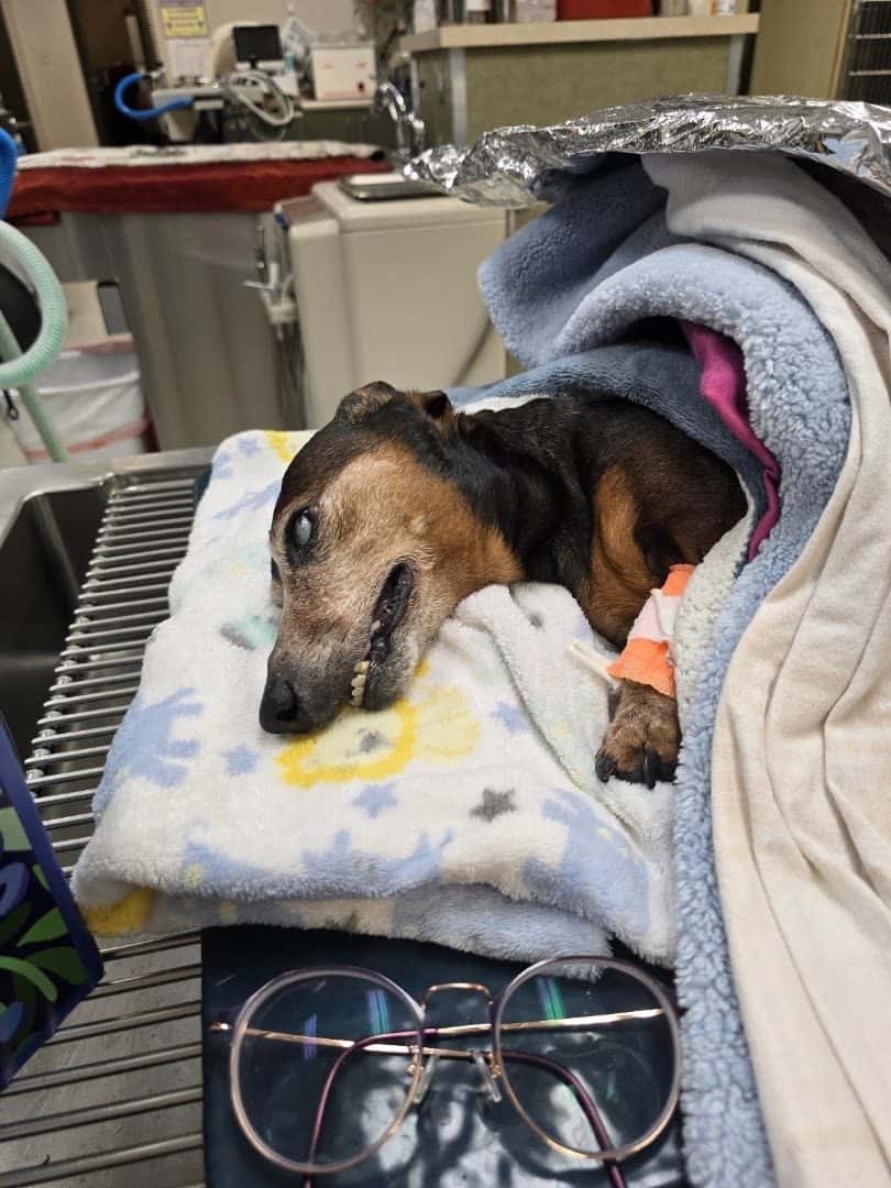 Ann Road Animal Hospital — Pet Services photo 2 of 5