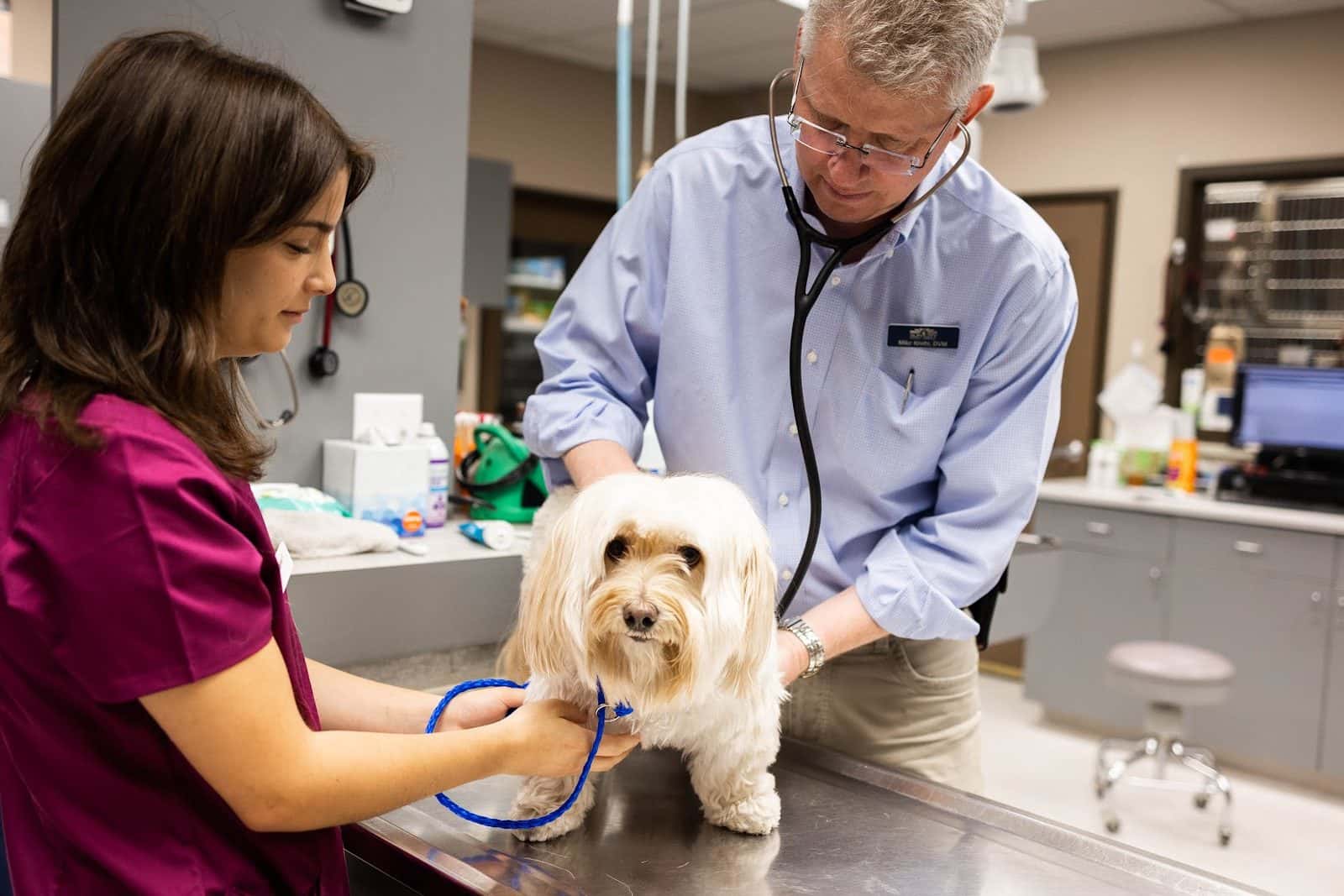 Sun City Animal Hospital — Pet Services photo 2 of 5