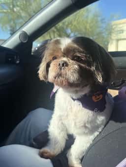 Tails A Waggin Dog Salon