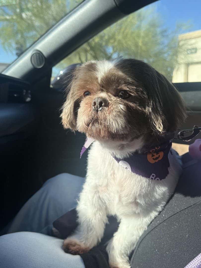 Tails A Waggin Dog Salon — Pet Services photo 1 of 5