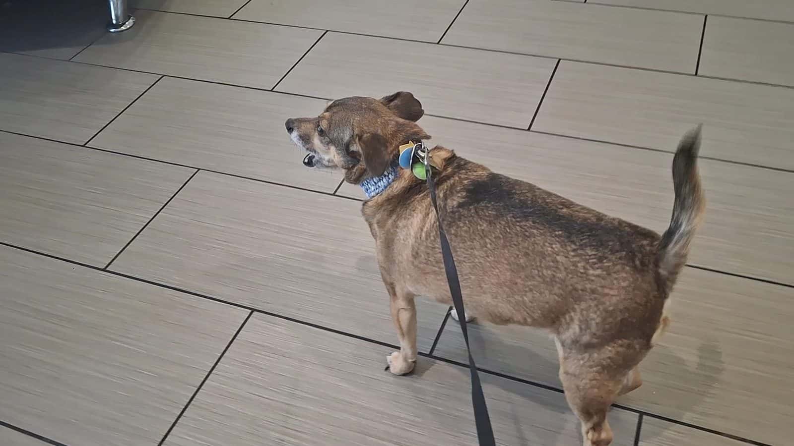 Seven Hills Pet Hospital — Pet Services photo 2 of 5