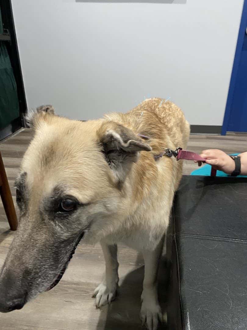 Highlands Animal Care — Pet Services photo 3 of 5