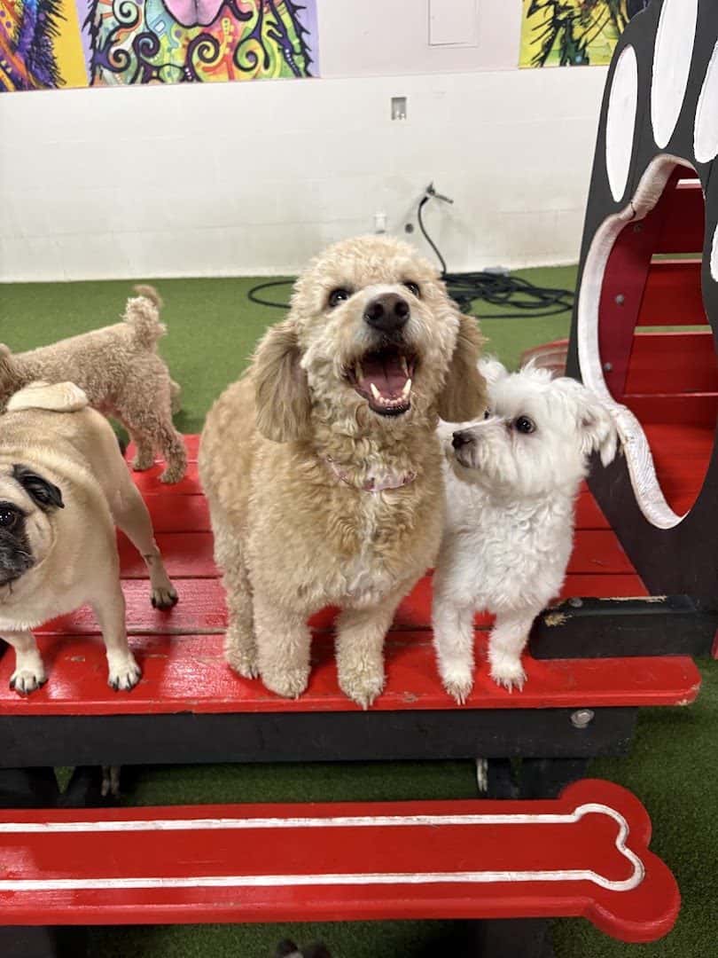 Henderson Pet Resort — Pet Services photo 2 of 5