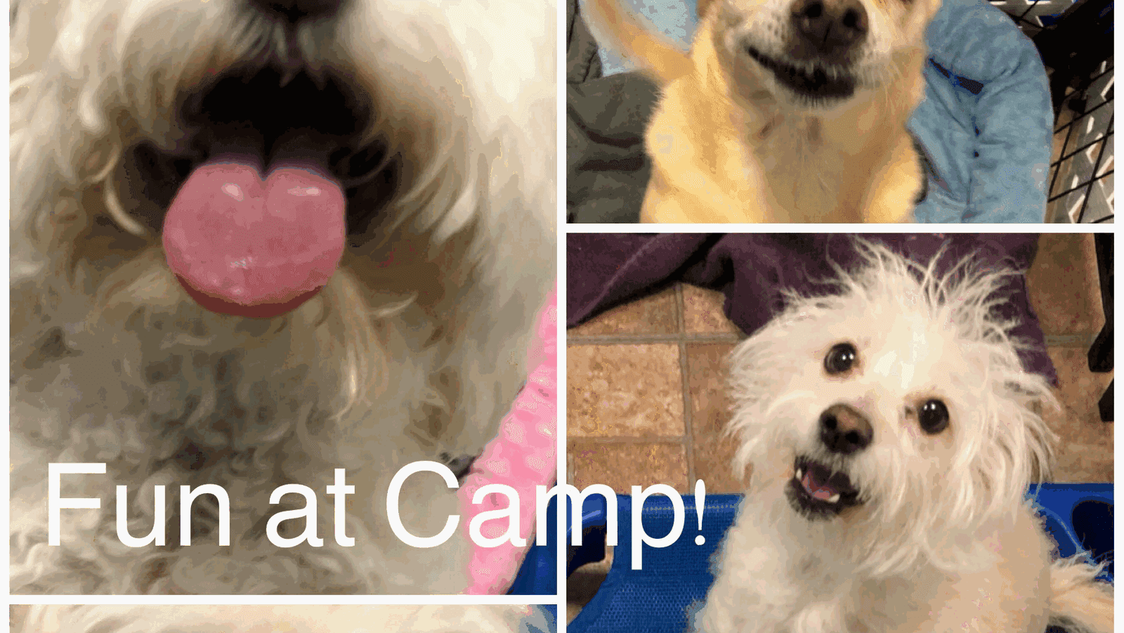 Pretty Paws Pet Grooming — Pet Services photo 1 of 5