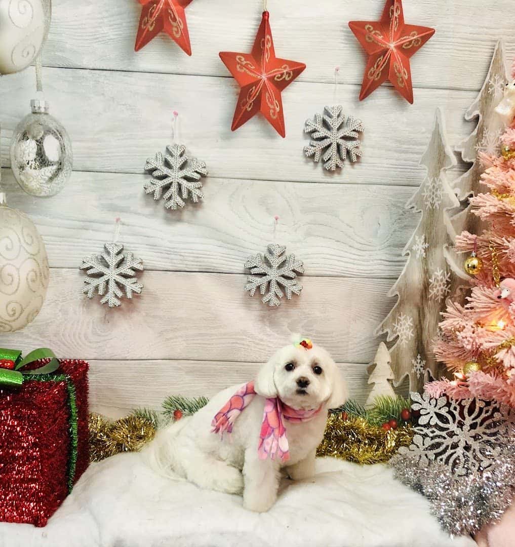Pretty Paws Pet Grooming — Pet Services photo 3 of 5