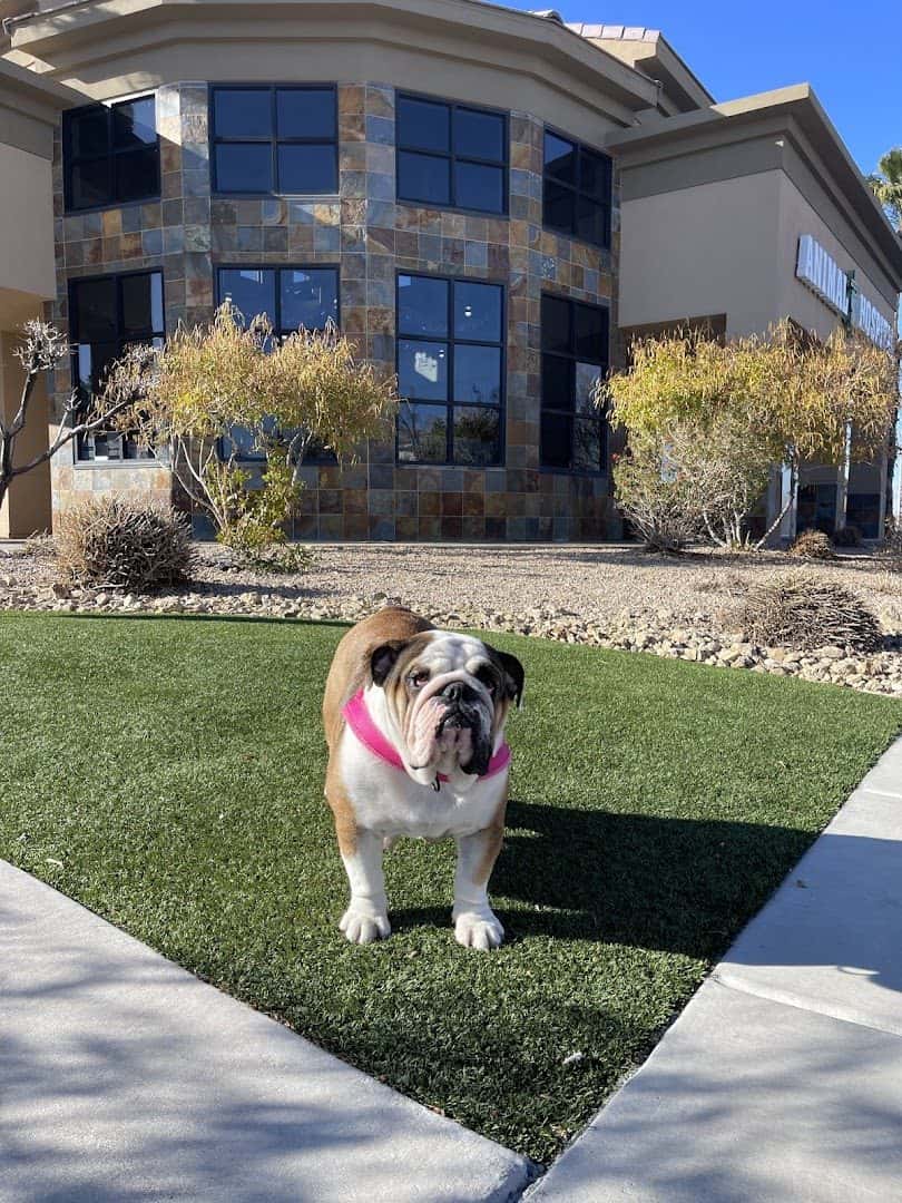 West Charleston Animal Hospital — Pet Services photo 2 of 5