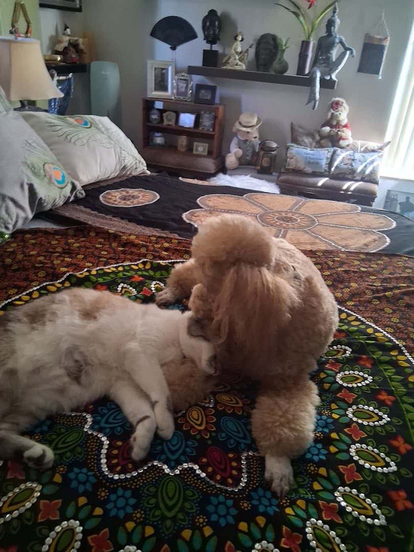West Charleston Animal Hospital — Pet Services photo 3 of 5