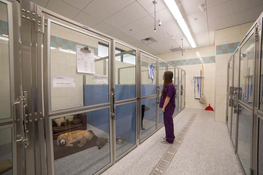 Inspirada Animal Hospital — Pet Services photo 2 of 5