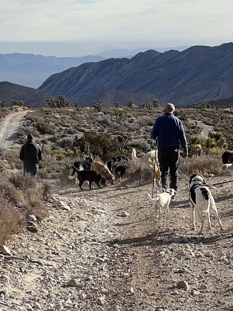 Vegas K9 Adventures — Childcare & Schools photo 1 of 5
