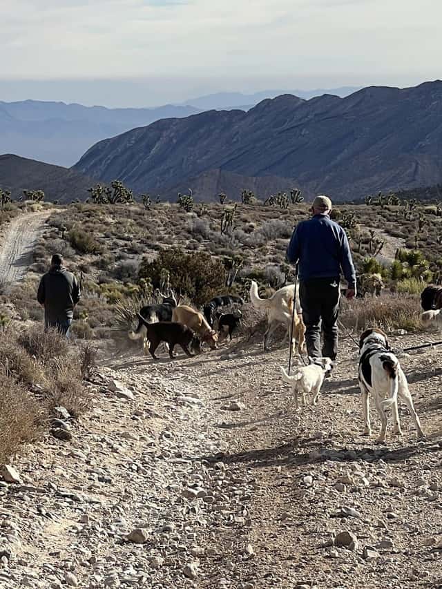 Vegas K9 Adventures