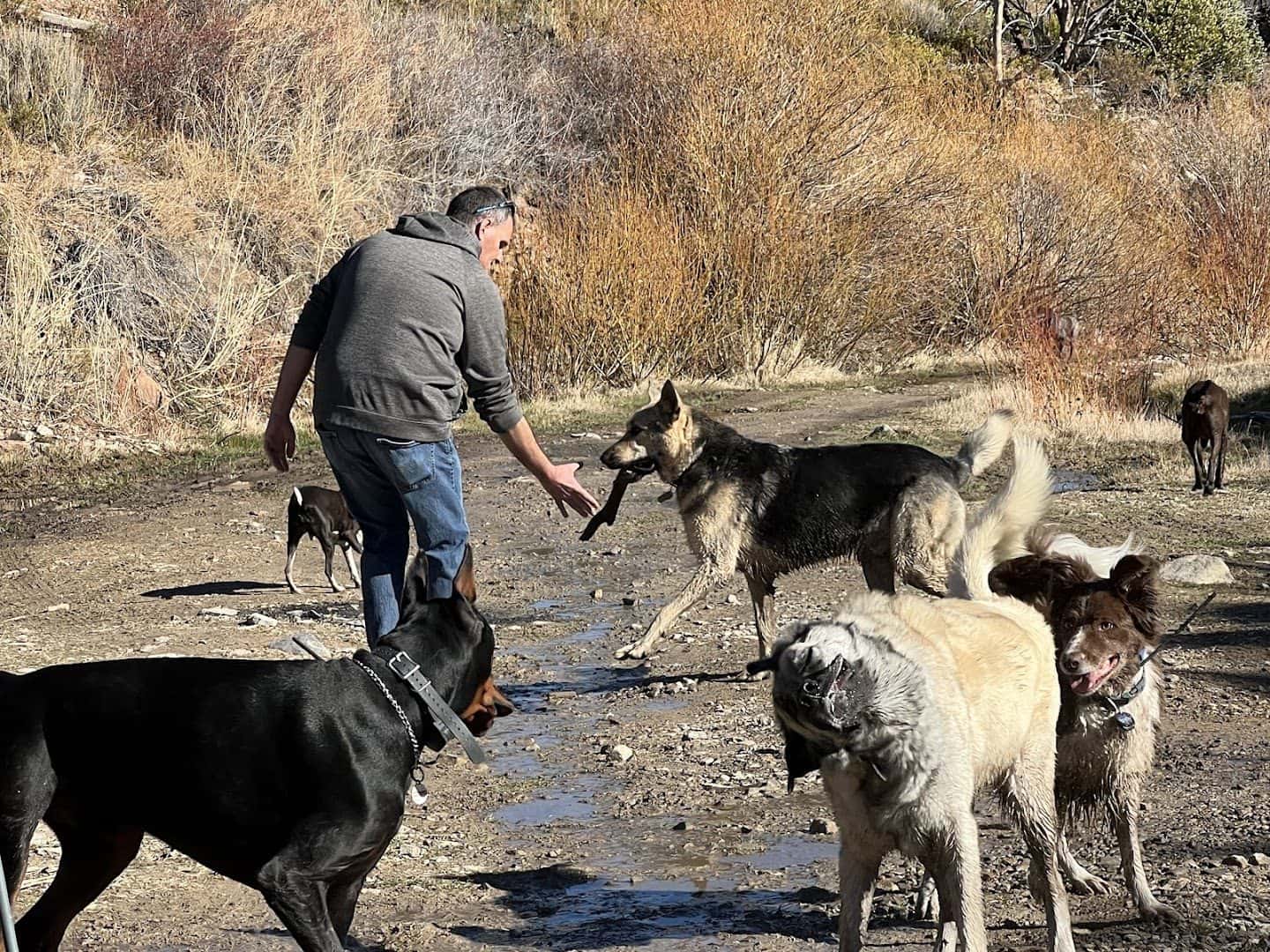 Vegas K9 Adventures — Childcare & Schools photo 3 of 5