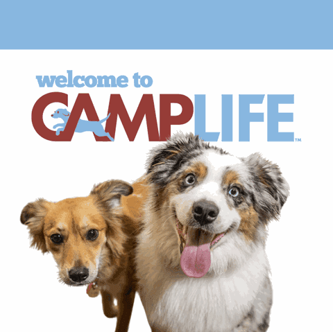 Camp Bow Wow Centennial, NV