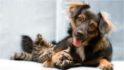 PAWlish Pet Salon & Mobile Grooming