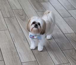 Leashes Pet Salon