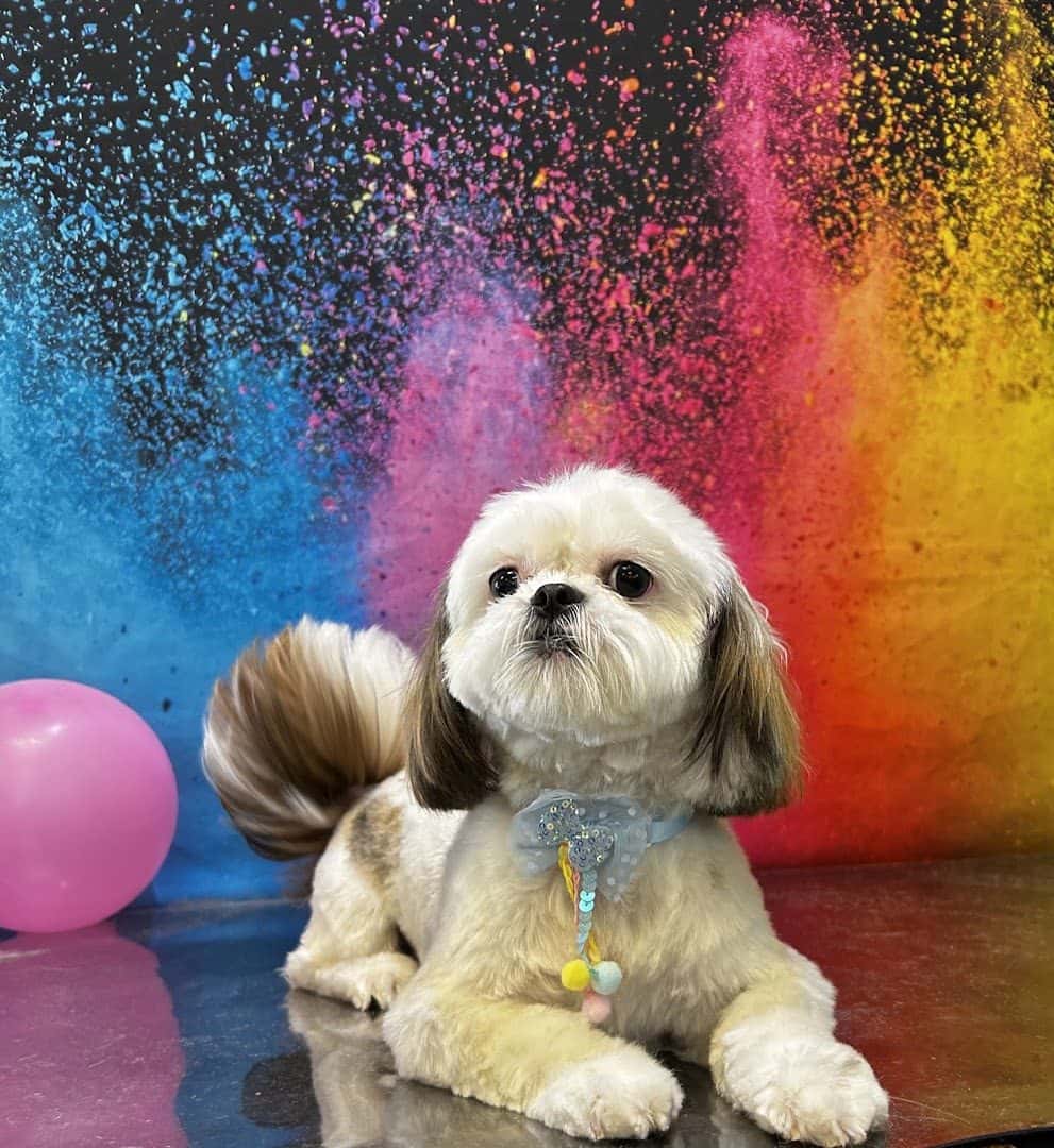 Leashes Pet Salon — Pet Services photo 3 of 5