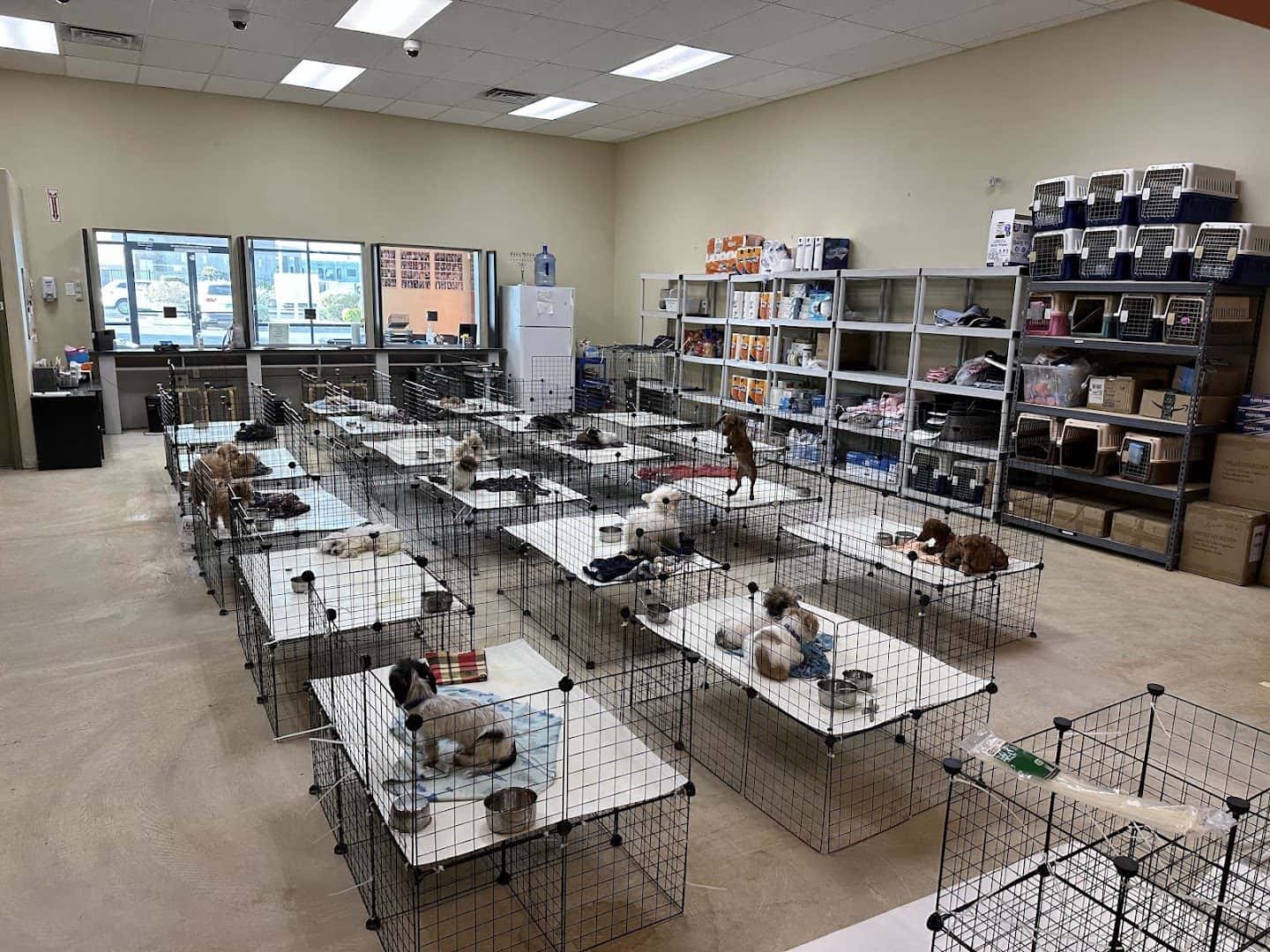 Puppy Heaven - Teacup & Toy Puppies for Sale — Retail & Boutiques photo 2 of 5