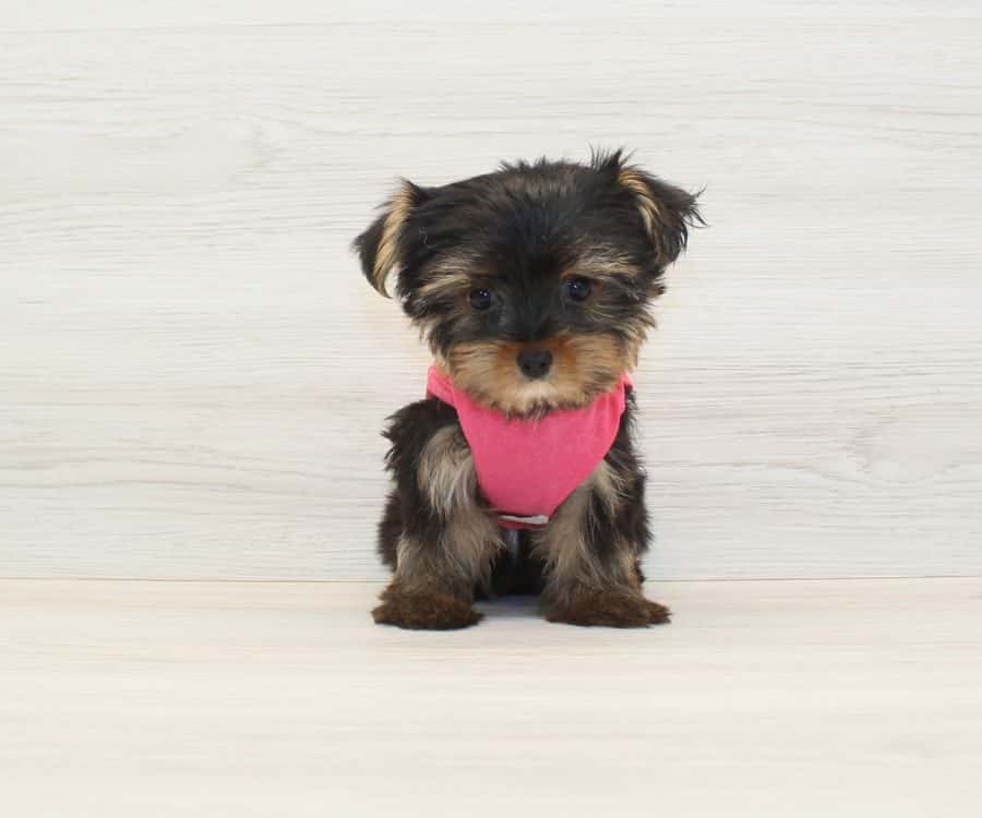 Puppy Heaven - Teacup & Toy Puppies for Sale — Retail & Boutiques photo 3 of 5
