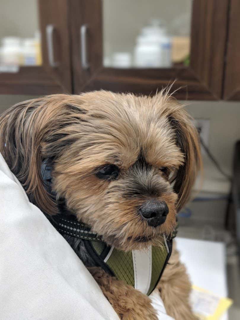 Cadence Animal Hospital — Pet Services photo 3 of 5