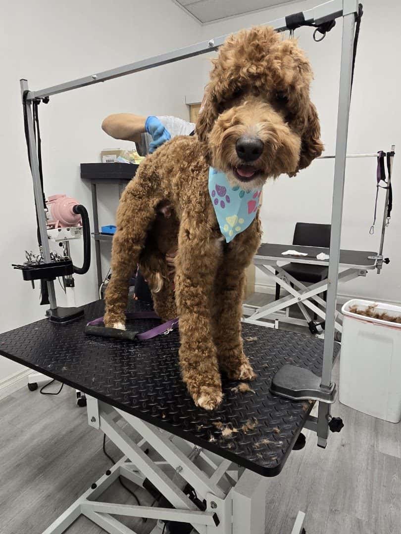 Paw Wow — Childcare & Schools photo 3 of 5