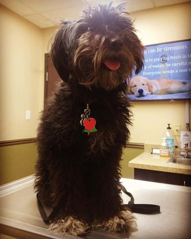 Green Valley Animal Hospital — Pet Services photo 2 of 5