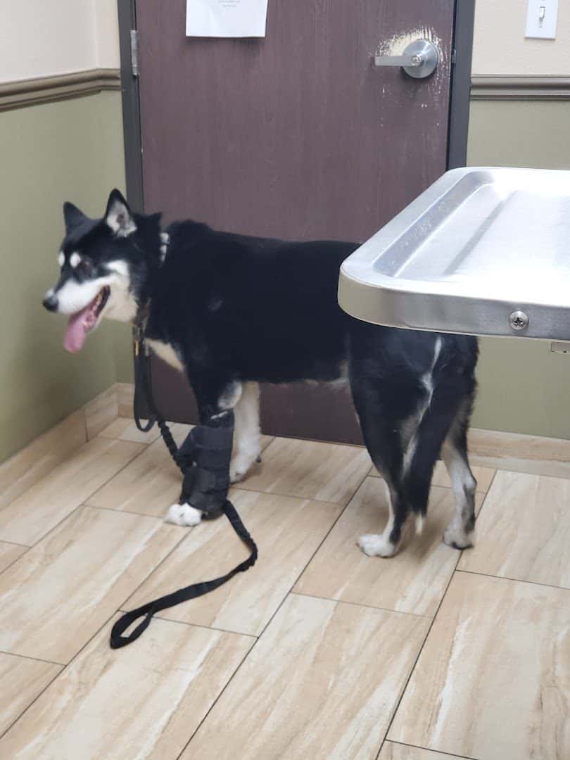 Green Valley Animal Hospital — Pet Services photo 3 of 5