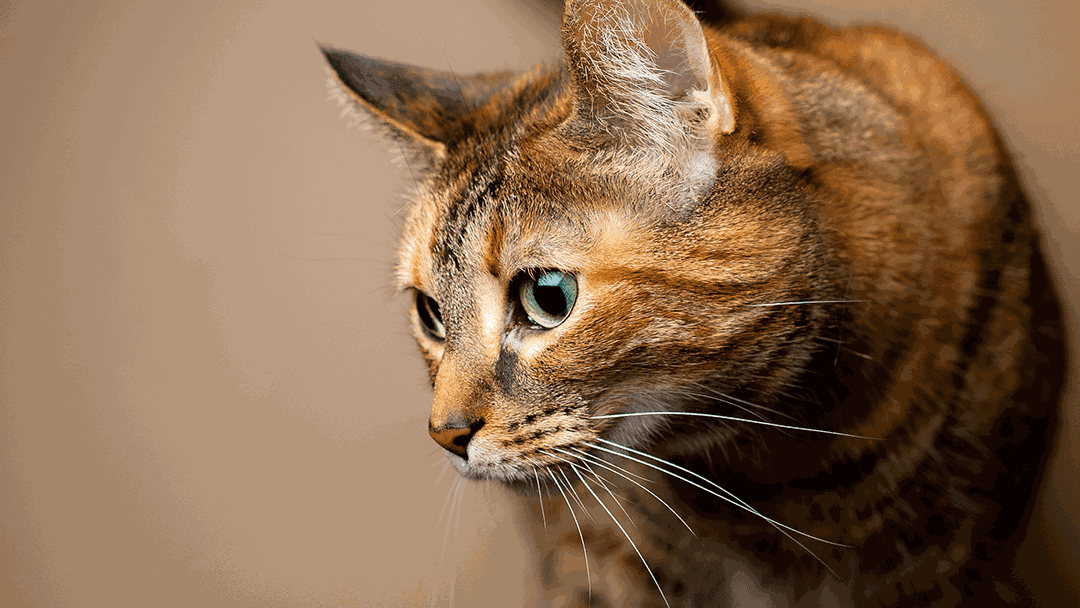 Henderson Animal Hospital — Pet Services photo 3 of 5