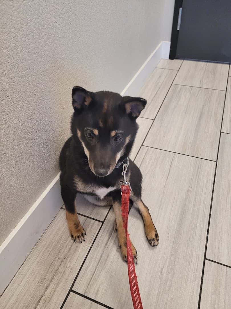 Canyon Pet Hospital — Pet Services photo 3 of 5