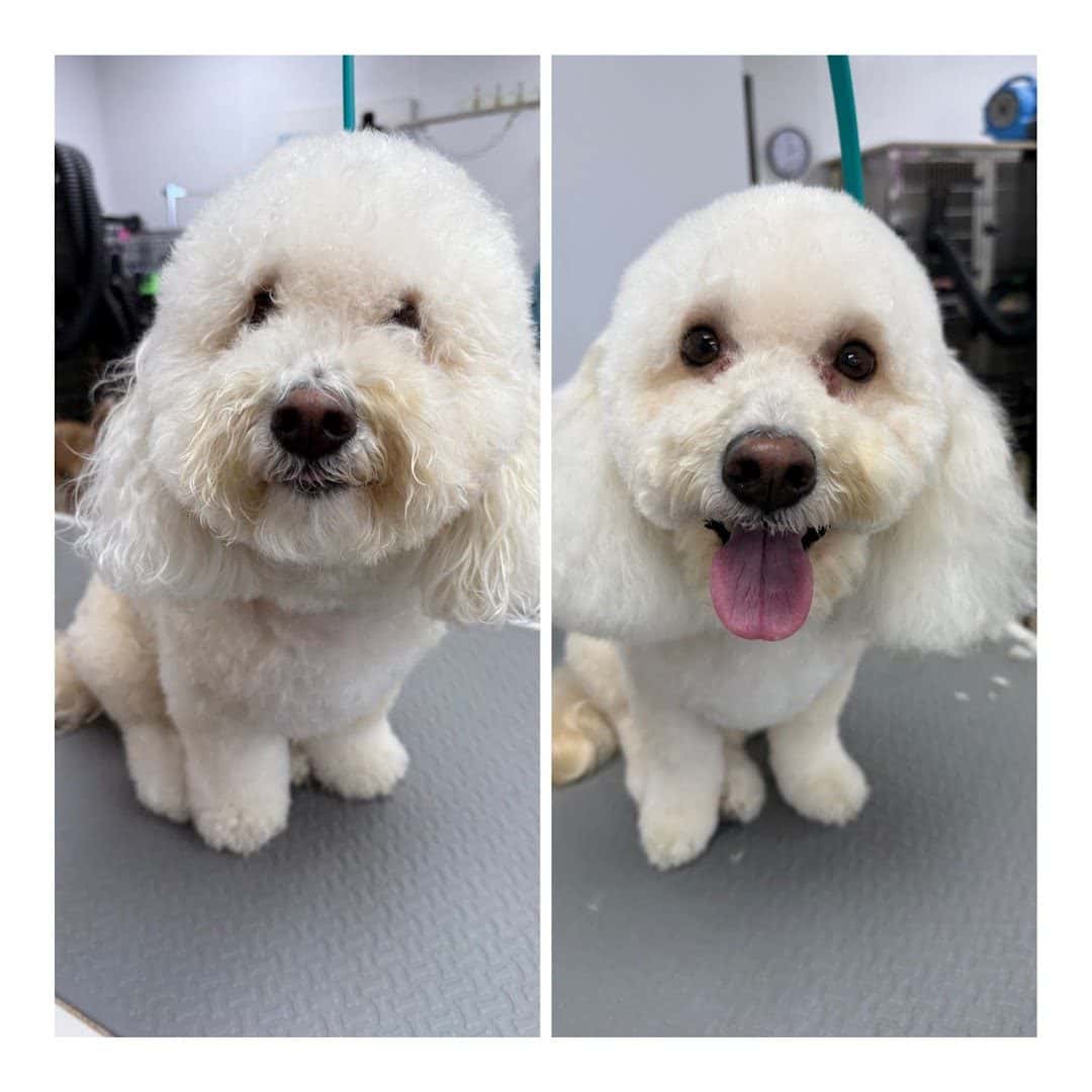 Barks and Bubbles Salon & Mobile Pet Grooming — Pet Services photo 1 of 5