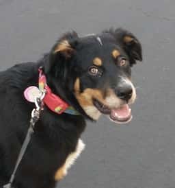Animal Cardiology Specialists of Nevada