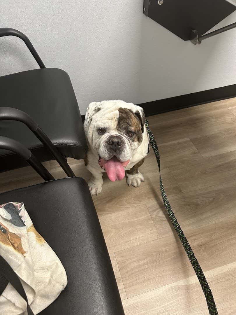 Animal Cardiology Specialists of Nevada — Pet Services photo 2 of 5