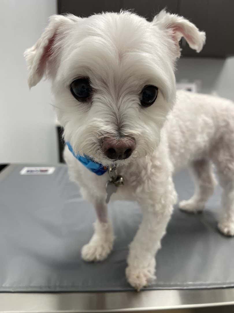 Animal Cardiology Specialists of Nevada — Pet Services photo 3 of 5