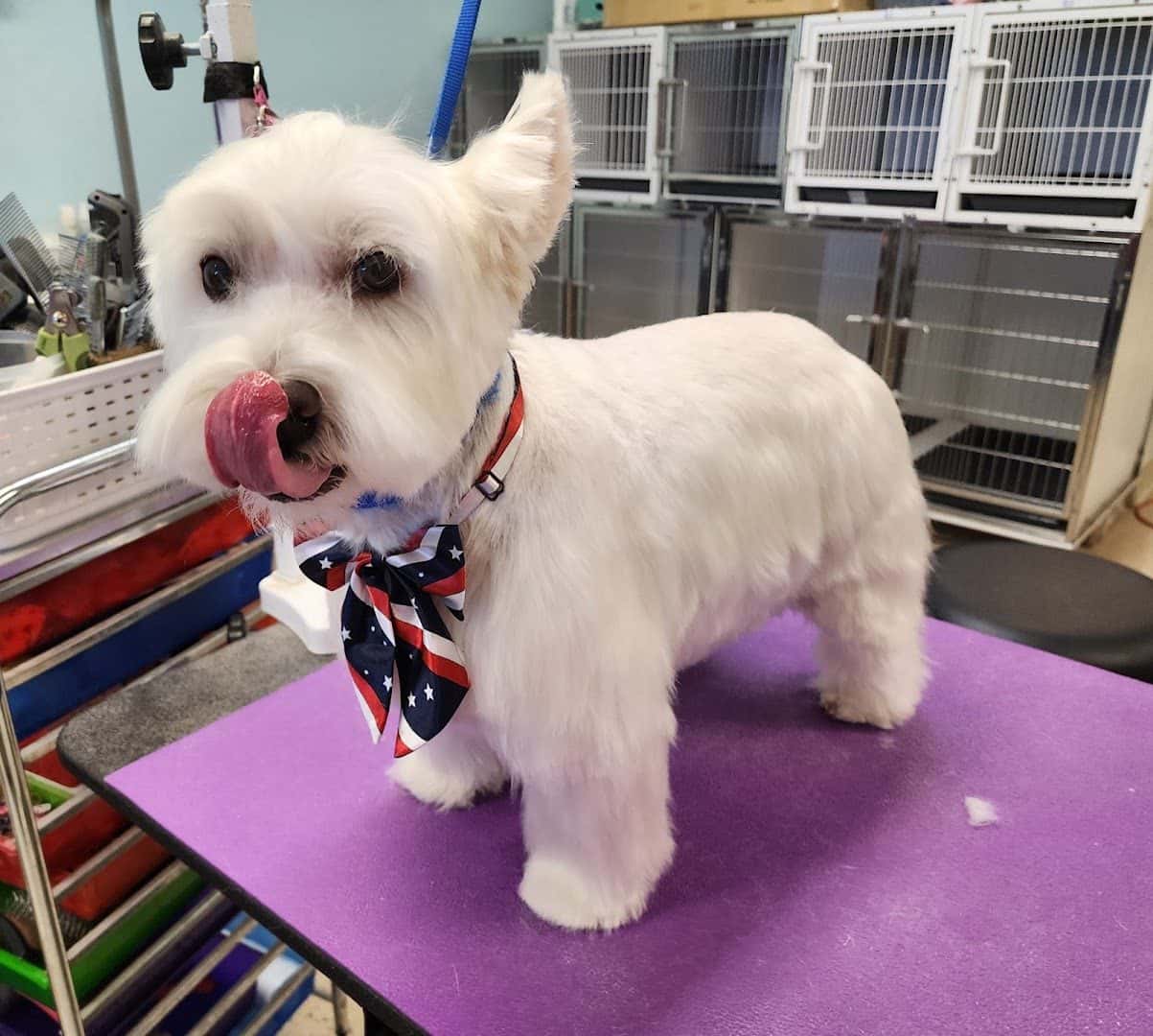 Lazy Dog Grooming — Pet Services photo 1 of 5