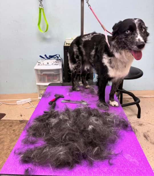 Lazy Dog Grooming — Pet Services photo 2 of 5