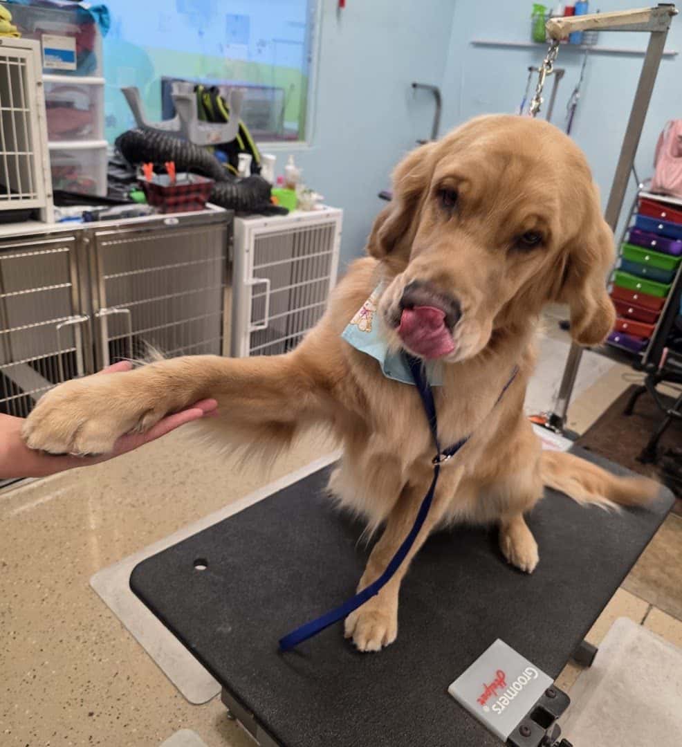 Lazy Dog Grooming — Pet Services photo 3 of 5