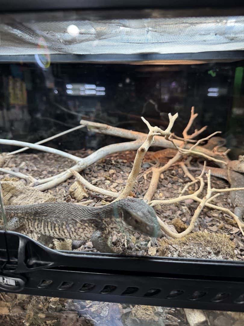 LLLReptile & Supply Henderson — Retail & Boutiques photo 3 of 5