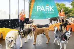 Dogtopia of Sun City - Las Vegas